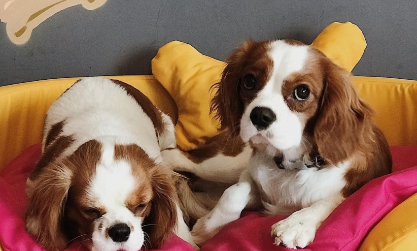 Jordanpack Köpek Oteli