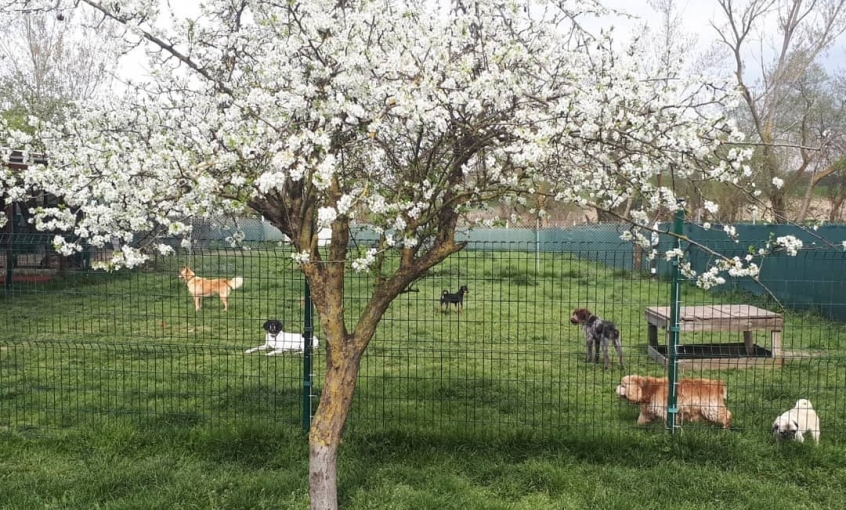 Asil Köpek Oteli