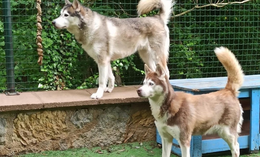 Petsody Köpek Klübü