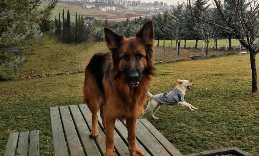 Miyahav Pet Otel