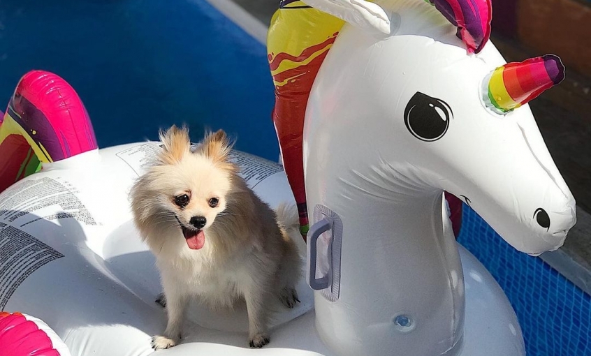 Jordanpack Köpek Oteli