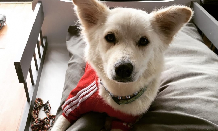 Jordanpack Köpek Oteli