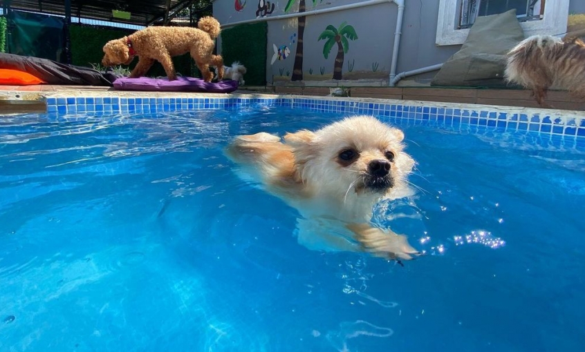 Jordanpack Köpek Oteli