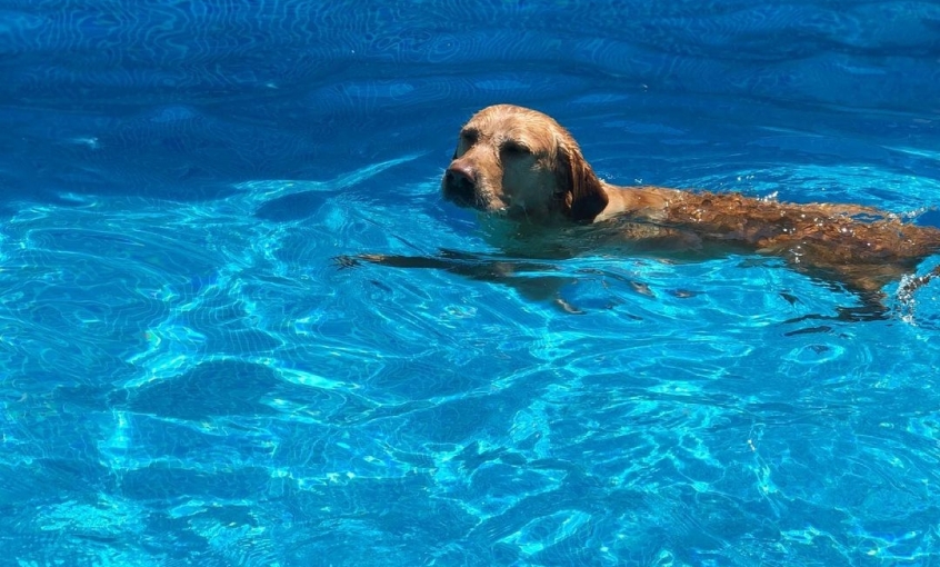 Petsody Köpek Klübü