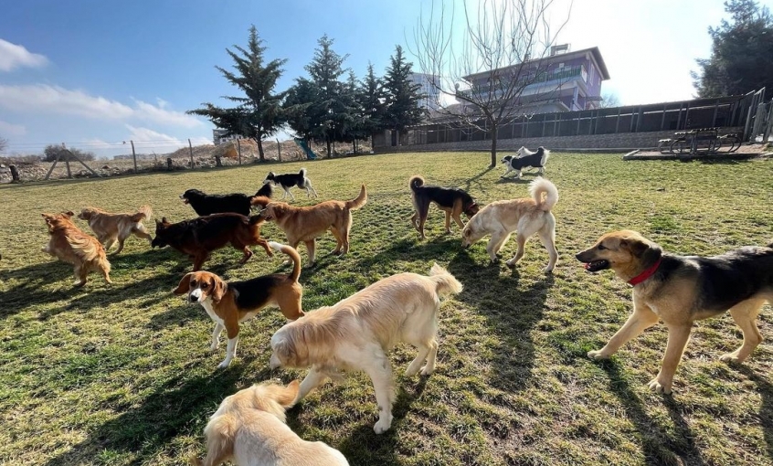 Miyahav Pet Otel
