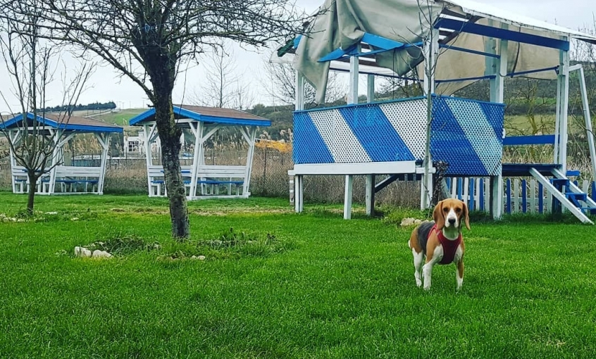 Asil Köpek Oteli