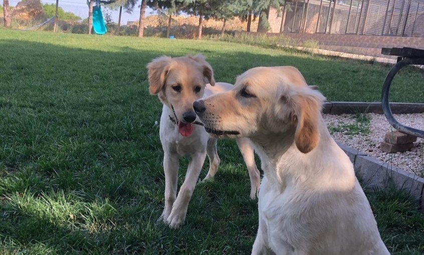 Miyahav Pet Otel