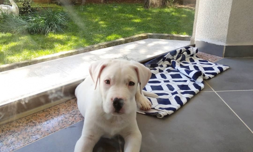 DonaldDog Köpek Oteli