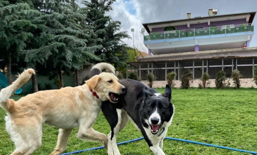 Miyahav Pet Otel