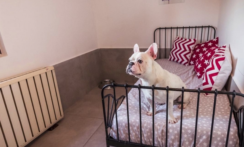 Maya Pet Otel