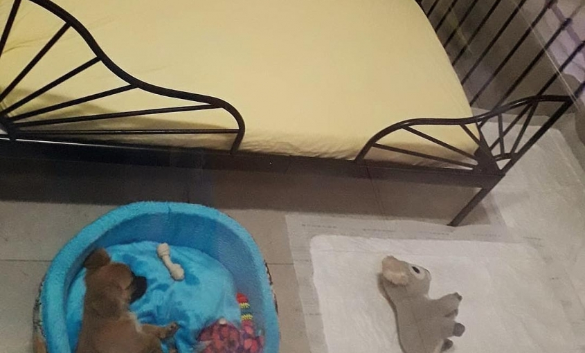 Maya Pet Otel