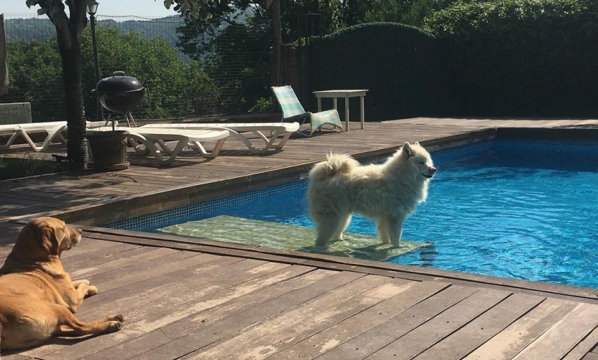 Petsody Köpek Klübü