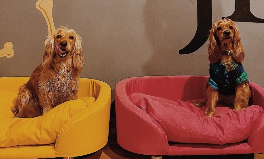 Jordanpack Köpek Oteli