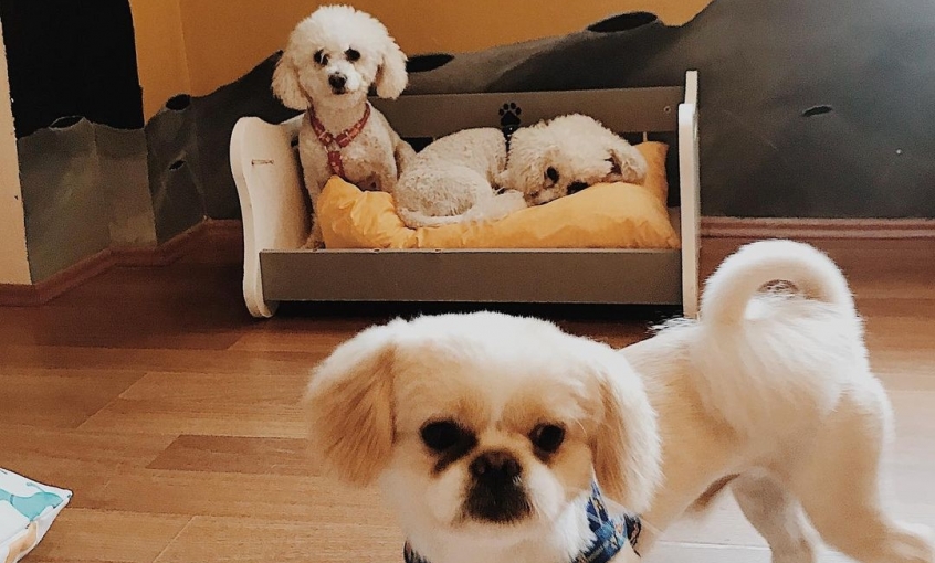 Jordanpack Köpek Oteli