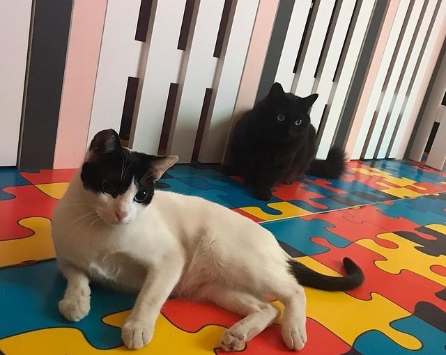 Miyahav Pet Otel