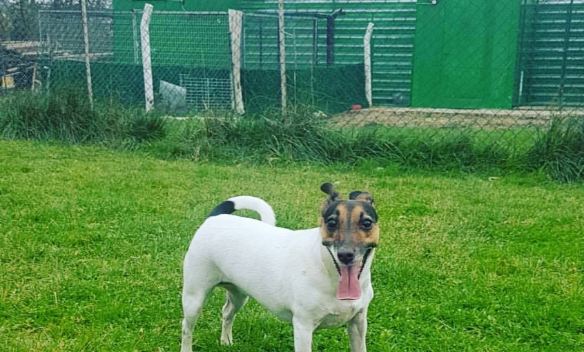 Asil Köpek Oteli