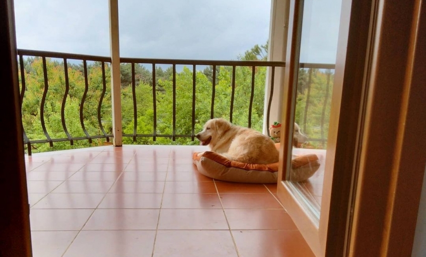 DonaldDog Köpek Oteli