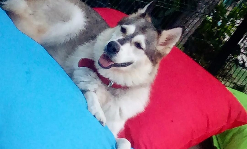 Maya Pet Otel