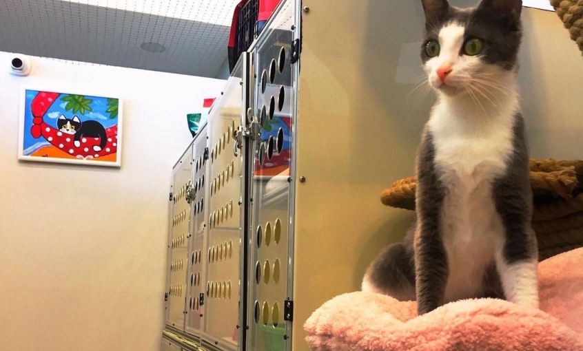 Airpet Hotel
