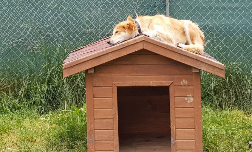 Asil Köpek Oteli