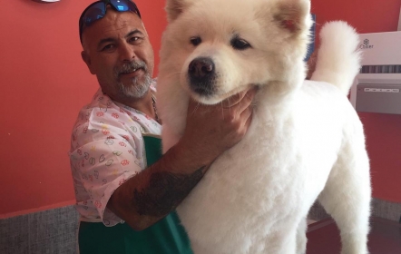 Bodrum Pet Kuaför Grooming For Pets