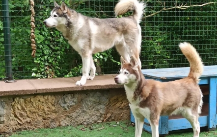 Petsody Köpek Klübü