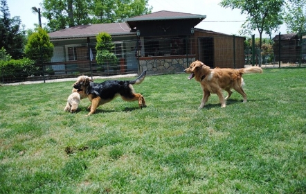 Topaz Kennel Pet Otel