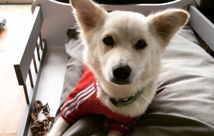 Jordanpack Köpek Oteli