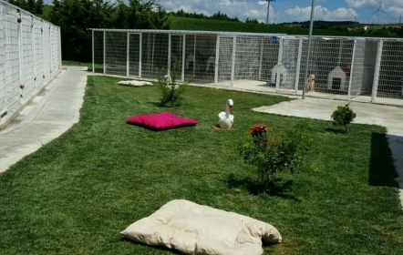Özlemin Sevgi Yolu Pet Otel