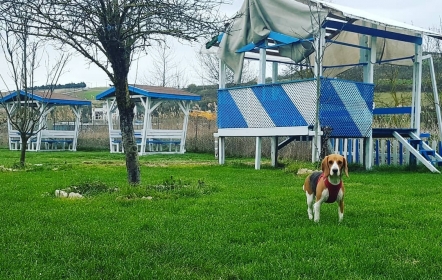 Asil Köpek Oteli
