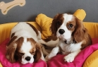 Jordanpack Köpek Oteli