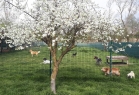 Asil Köpek Oteli