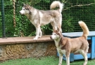 Petsody Köpek Klübü