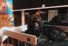 Jordanpack Köpek Oteli