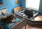 DonaldDog Köpek Oteli