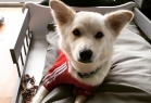Jordanpack Köpek Oteli