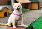 Airpet Hotel