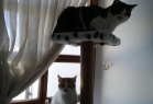 Maya Pet Otel
