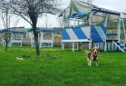 Asil Köpek Oteli