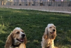 Miyahav Pet Otel