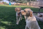 Miyahav Pet Otel
