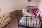 Maya Pet Otel