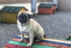Airpet Hotel
