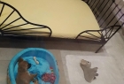 Maya Pet Otel