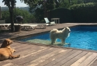 Petsody Köpek Klübü