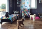 Jordanpack Köpek Oteli