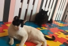 Miyahav Pet Otel
