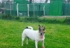 Asil Köpek Oteli