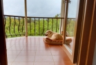 DonaldDog Köpek Oteli