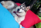 Maya Pet Otel
